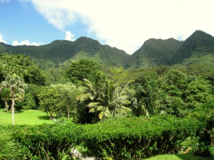 het vele groen van Oahu | Oahu